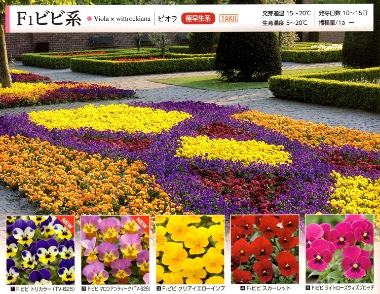 営利用ビオラ】 タキイ種苗 ビビ系 （極早生系） ☆クリスタルコート種子1000粒 ☆代引き以外の決済方法をお選びくださいませ  :fs001510699-2:清水屋種苗園芸ヤフーショップ 通販 