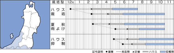 タキイ　ミニトマト