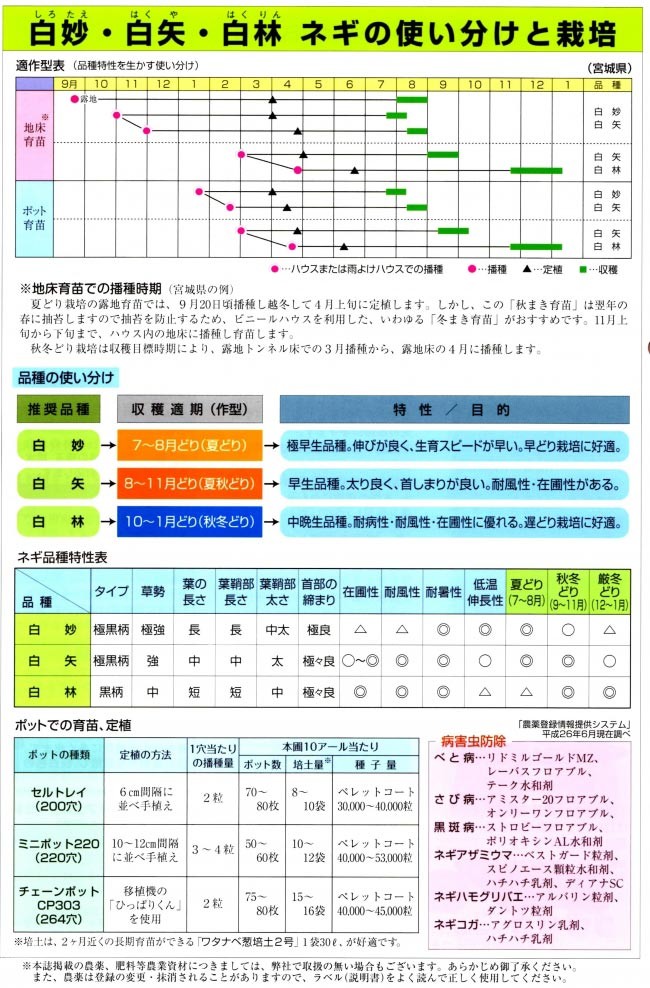 ネギ種子】 松島交配（渡辺採種場） 「白妙（しろたえ）」 5000粒