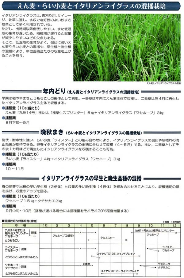 今年人気のブランド品やタキイ種苗 タチサカエ 20kｇ PVP登録品種 ☆メーカー直送につき代引き不可 果菜 