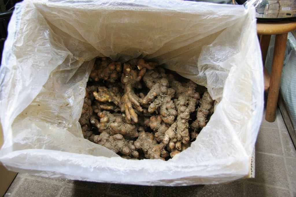 愛知県産　金時生姜　種用　約9kg 生姜種子】小生姜（こしょうが）愛知県産「金時生姜」（きんとき