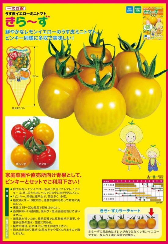 ミニトマト種子】ナント種苗 うす皮イエローミニトマト 「きら〜ず