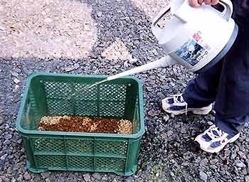 舞茸様 きのこ菌】キノックス「舞茸榾木（まいたけほだぎ）」3本1