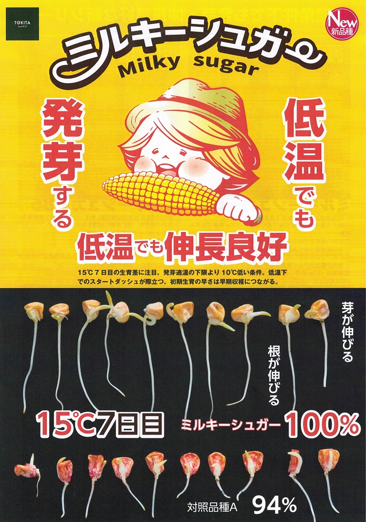 トウモロコシ種子】ダイヤ交配（トキタ種苗）ミルキーシュガー85（みる
