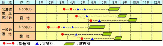 雪印　カボチャ