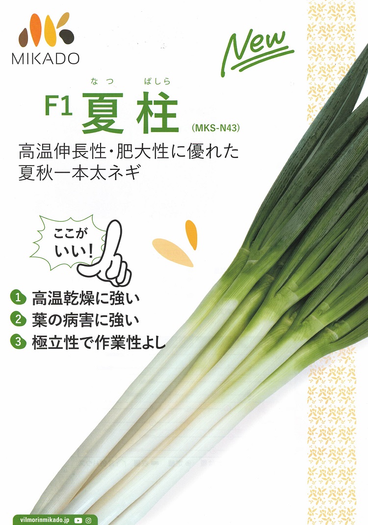 ネギ種子】ヴィルモランみかど 夏柱（なつばしら）ねぎ 2万粒 ☆2025