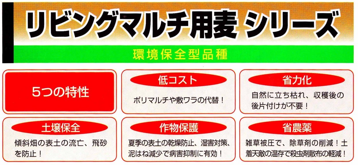 マルチムギワイド　20kg【おお麦種子】カネコ種苗　リビングマルチ用麦　★お届けは3月以降を予定