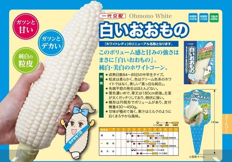 トウモロコシ種子】ナント交配 白いおおもの 2000粒 ☆新タネは