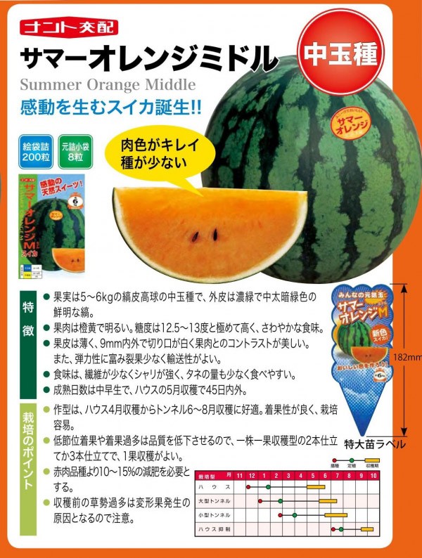 中玉スイカ種子】ナント交配 「サマーオレンジミドル」200粒