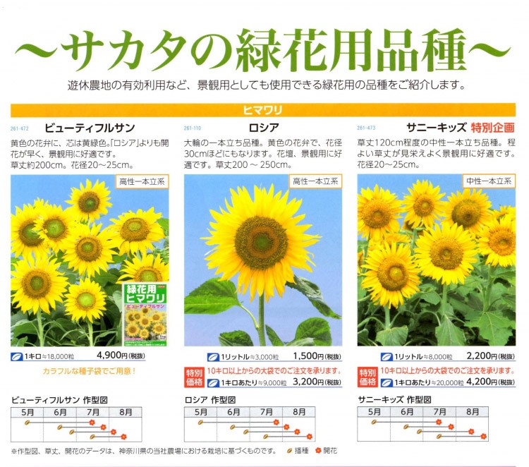 【営利用　ひまわり】　サカタのタネ　緑花用品種　「ロシア」　10kg（約90000粒）☆代引き以外をお選び下さいませ ロシア 景観用に好適です 花径20 25ｃｍ