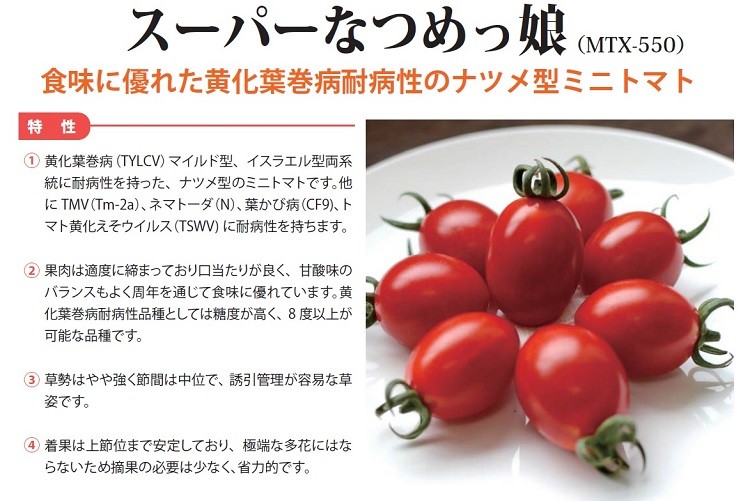 ミニトマト種子】宇治交配（丸種種苗） 黄化葉巻病耐病性品種