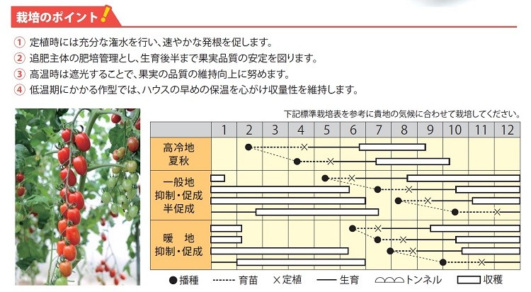 ミニトマト種子】宇治交配（丸種種苗） 黄化葉巻病耐病性品種