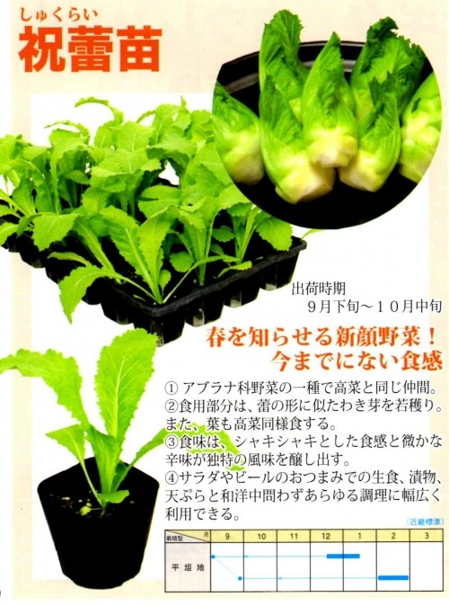 つけな菜 大和農園 新食感の野菜 祝蕾 しゅくらい 出荷用シール レッテル 100枚 Vs 3 清水屋種苗園芸ヤフーショップ 通販 Yahoo ショッピング