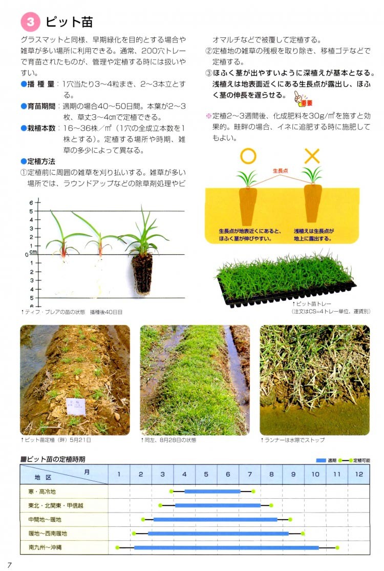 ティフブレア　ピット苗 240本　(240マス分) 楽天市場】芝草 センチピードグラス ティフ・ブレア ピット苗