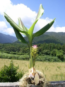 和草堂 莪述 ガジュツ 粒タイプ 240g - ウコン