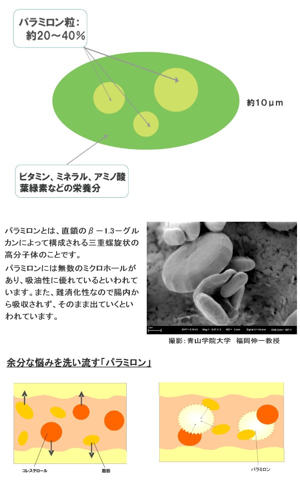 ユーグレナ パラミロン