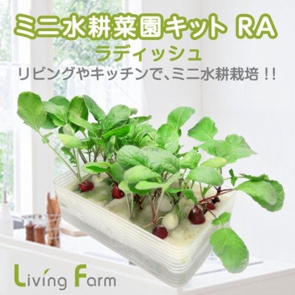 radish ラディッシュCD 2枚組 radish ラディッシュCD 2枚組