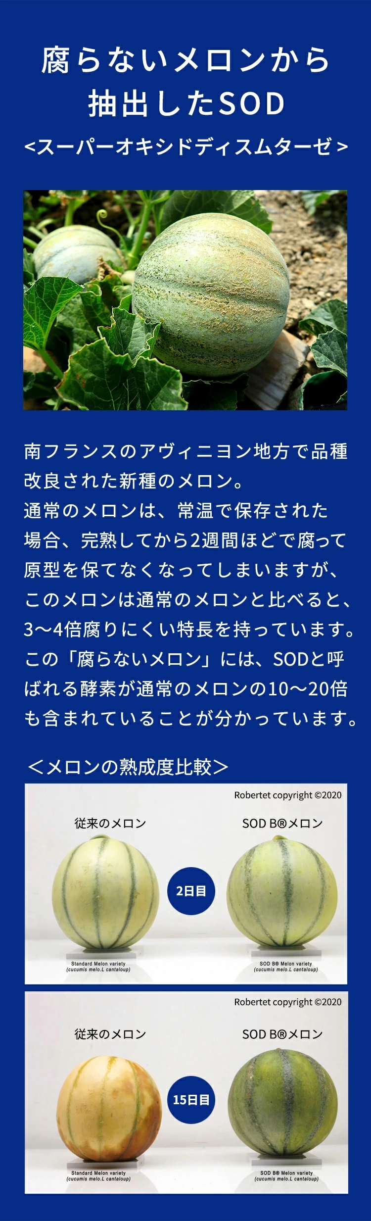 活力サプリ エンザイム 元気サポート サプリメント / エス