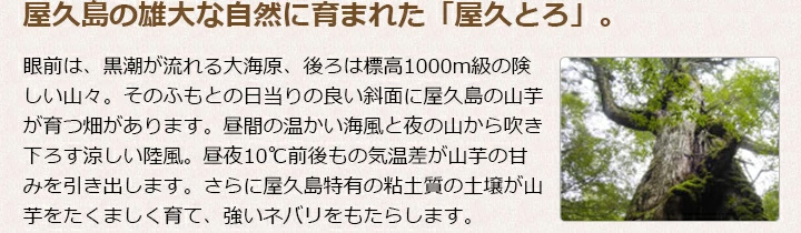 屋久島の雄大な自然に育まれた健康食品「屋久とろ」。