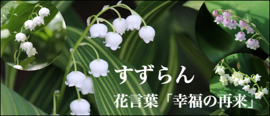 紫桜館 山の花屋 - Yahoo!ショッピング