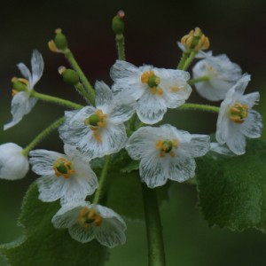 5株 サンカヨウ 素掘り苗5株 山野草 長雨に濡れると透明になる花 入荷済み S5 紫桜館 山の花屋 通販 Yahoo ショッピング