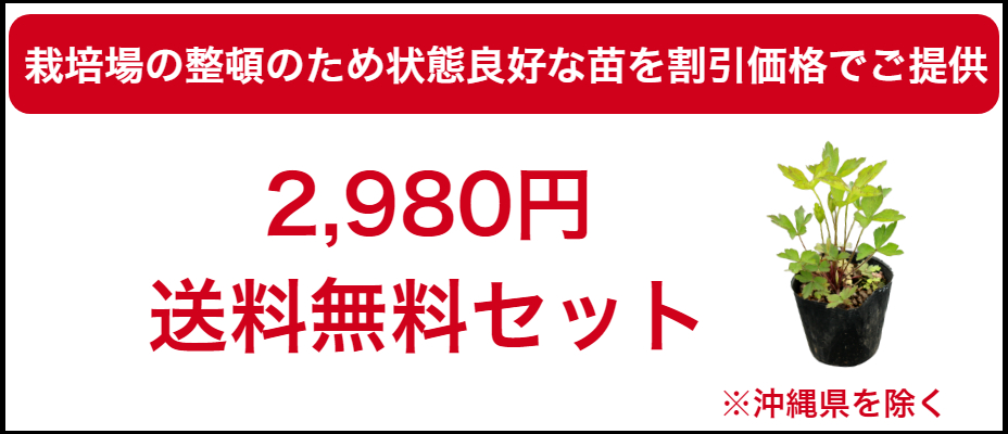 紫桜館 山の花屋 - Yahoo!ショッピング