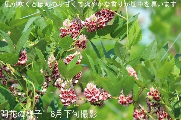 山菜苗 9cmポット仮植え苗40ポットセット Apioosu24 紫桜館 球根 種芋 アピオス 送料弊社負担 野菜 山の花屋 40ポット