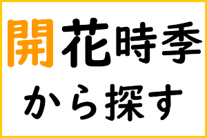 開花時期から探す