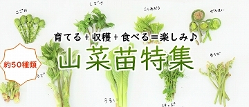 山菜苗