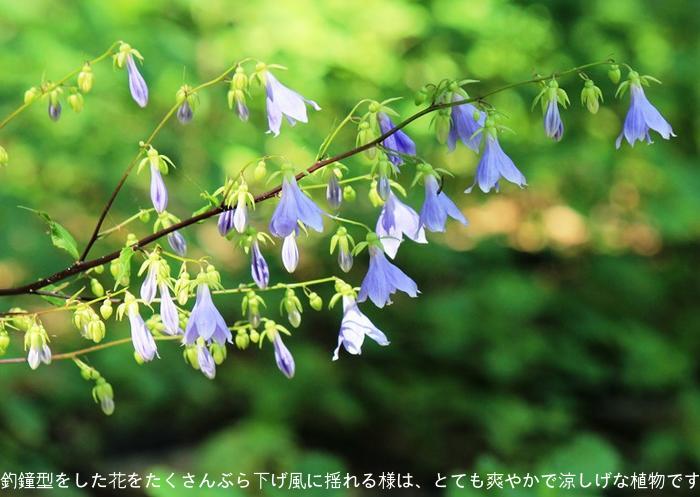 5ポット)ソバナ 9〜10.5cmポット苗5ポットセット 山野草/山菜苗/耐寒性多年草/岨菜/蕎麦菜/※7/26つぼみ〜開花中  :sobana-9p-5:紫桜館 山の花屋 通販 