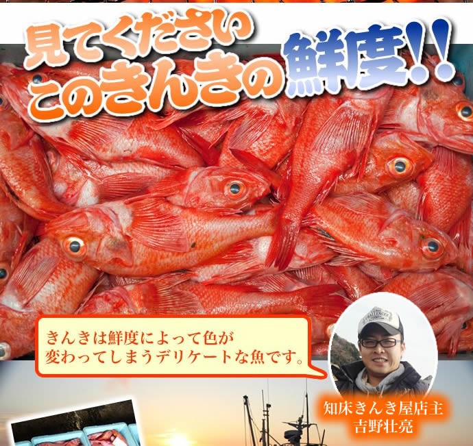 見てくださいこのきんきの鮮度!! きんきは鮮度によって色が変わってしまうデリケートな魚です。 知床きんき屋店主 吉野壮亮 新鮮素材 海産物の宝庫!! 世界自然遺産 北海道知床でその日にとれたきんきをその日のうちにその場で加工！ 急速ワンフローズン 12時間以上微風で陰干しつるし干し 水分を減少させタンパク質がアミノ酸へ → 旨味を凝縮!! 北海道・知床の冷涼な気候だからこそできる長時間熟成