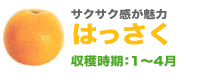 サクサク感が魅力はっさく収穫時期：1〜4月