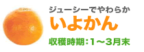 ジューシーでやわらかいよかん収穫時期：1〜3月末