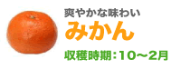 爽やかな味わいみかん収穫時期：10〜2月