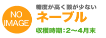 糖度が高く酸が少ないネーブル収穫時期：1〜5月末