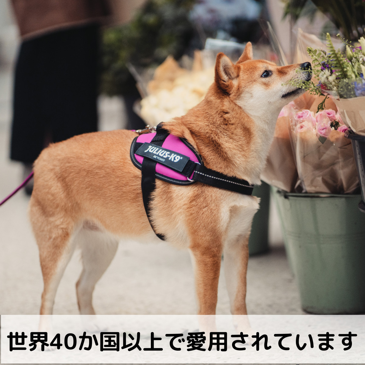 JULIUS-K9（ユリウスケーナイン） プチワッペン2枚プレゼント ユリウス