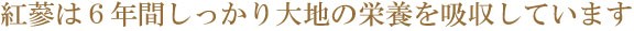 紅蔘は6年間大地の栄養をしっかり吸収しています