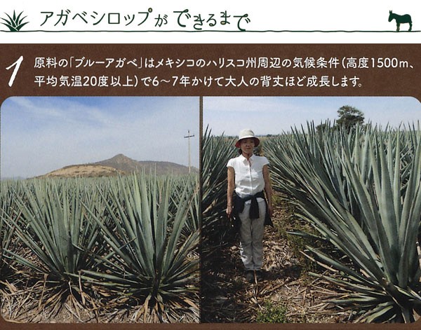 アガベシロップができるまで