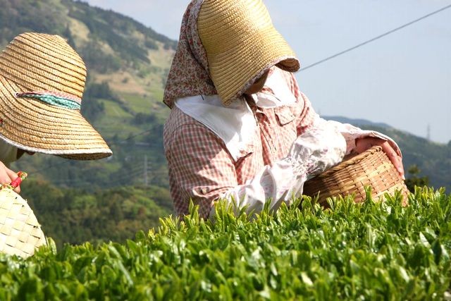 手摘み（静岡・深蒸し掛川茶）天心（てんしん）100ｇ BmM3iGcaUB, 緑茶、日本茶 - orthodoxdevon.org