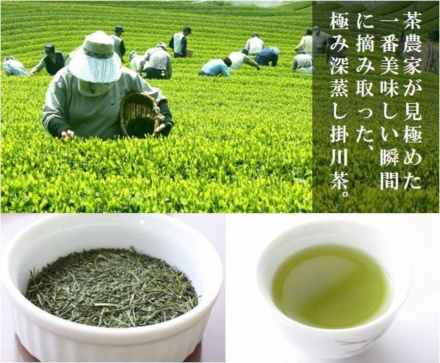 福袋 売れ残り お茶 お歳暮 ギフト 天上100g プレゼント 深蒸し掛川茶 静岡茶 茶葉・粉末ティー