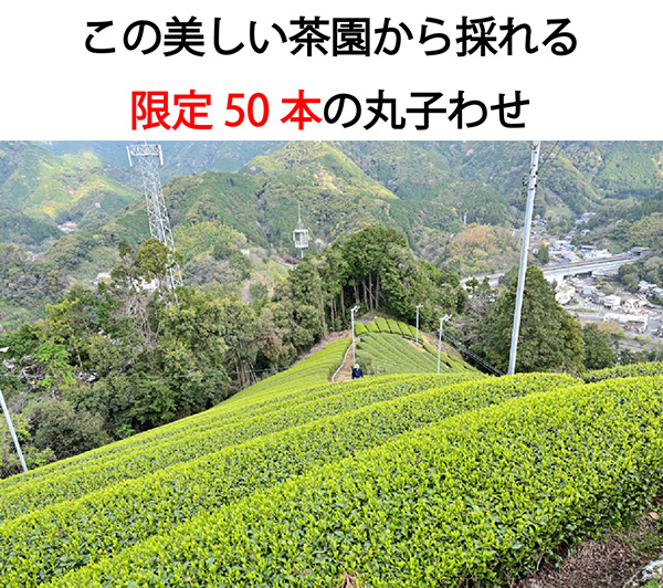 丸子わせ 丸子わせ説明3