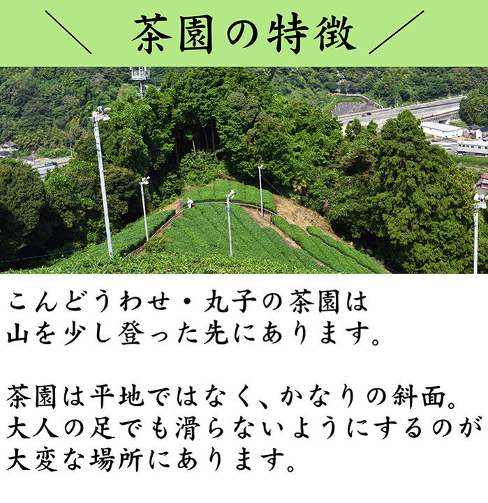 お茶 緑茶 こんどうわせ 100g PREMIUM 品種茶 茶葉 日本茶 緑茶 お茶っ葉 お煎茶 松川洋平 高級茶 花の香り 静岡県産 山間部のお茶 緑茶100％ | 葉桐 | 04