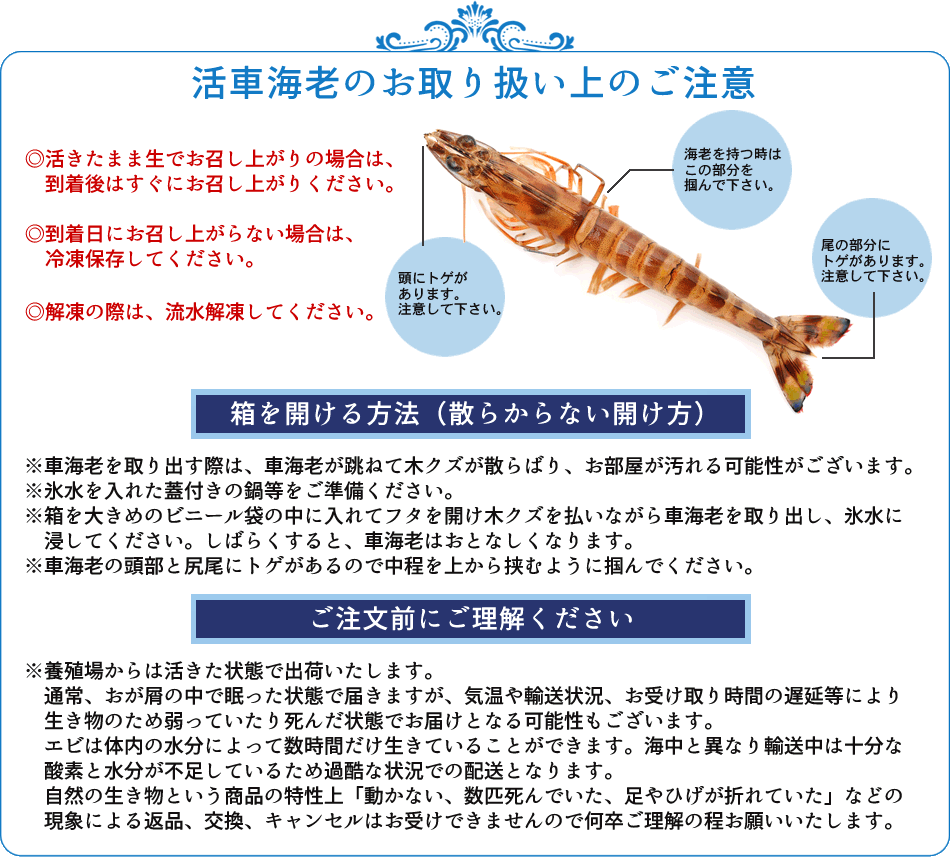 魅了 エビ 特大 車海老 活 天草 2l 15尾入 匠の車えび 刺身用 しゃぶしゃぶ 熊本県産 生き クルマエビ 人気 ギフト 父の日 ギフト 超美品 Zoetalentsolutions Com