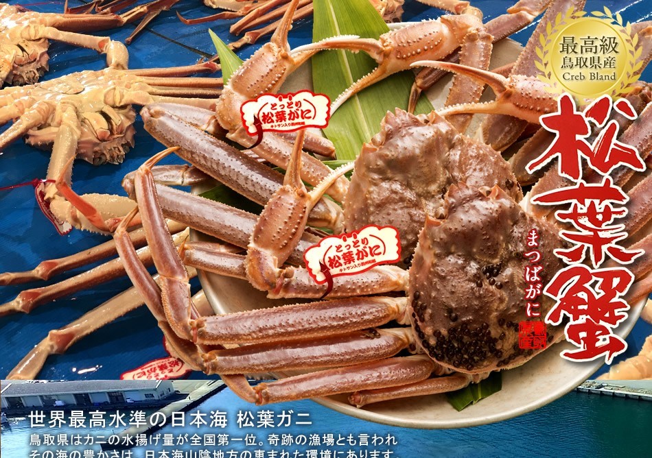 人気急上昇】【人気急上昇】かに 松葉ガニ［特大］800g×3尾 松葉蟹 活がに 鳥取県産 ブランドタグ付きマツバガニ 日本海ズワイガニ カニ 