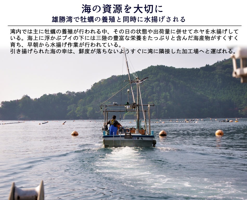 ほや 活ホヤ 中 8個 殻付き生ホヤ 朝どり漁師直送 三陸宮城県産 石巻 活き 天然ほや［お中元 2023 御中元ギフト］ 貝類 