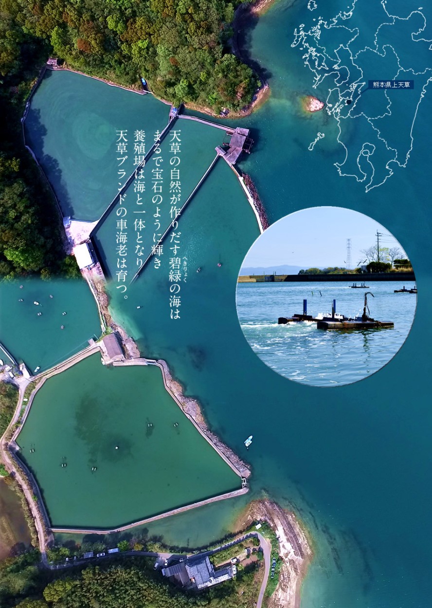 エビ 特大 車海老 活 天草 3l 1kg 約16 尾 匠の車えび 刺身 しゃぶしゃぶ 熊本県 クルマエビ 人気 ギフト 父の日 ギフト 46 Ebi 3l1000g 食紀行 Japanfood 通販 Yahoo ショッピング