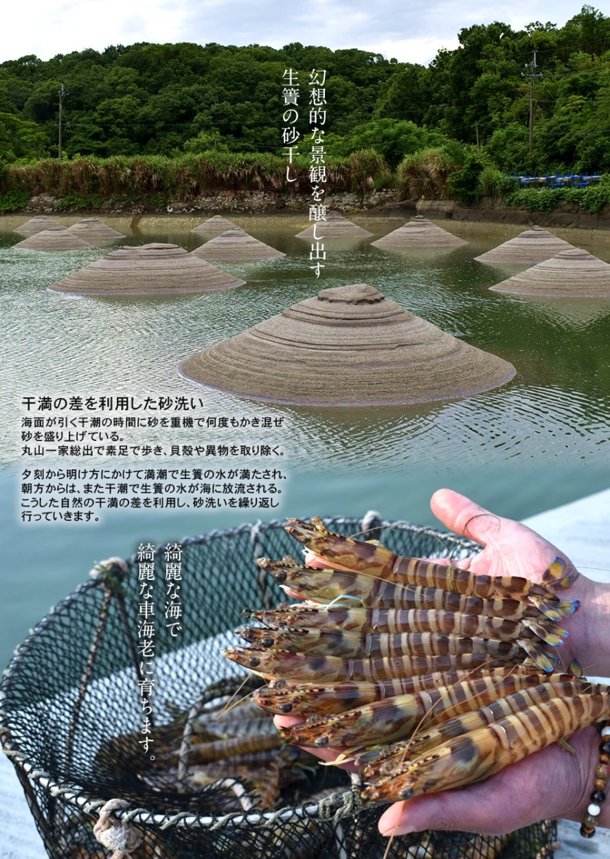 エビ 特大 車海老 活 天草 3l 1kg 約16 尾 匠の車えび 刺身 しゃぶしゃぶ 熊本県 クルマエビ 人気 ギフト 父の日 ギフト 46 Ebi 3l1000g 食紀行 Japanfood 通販 Yahoo ショッピング