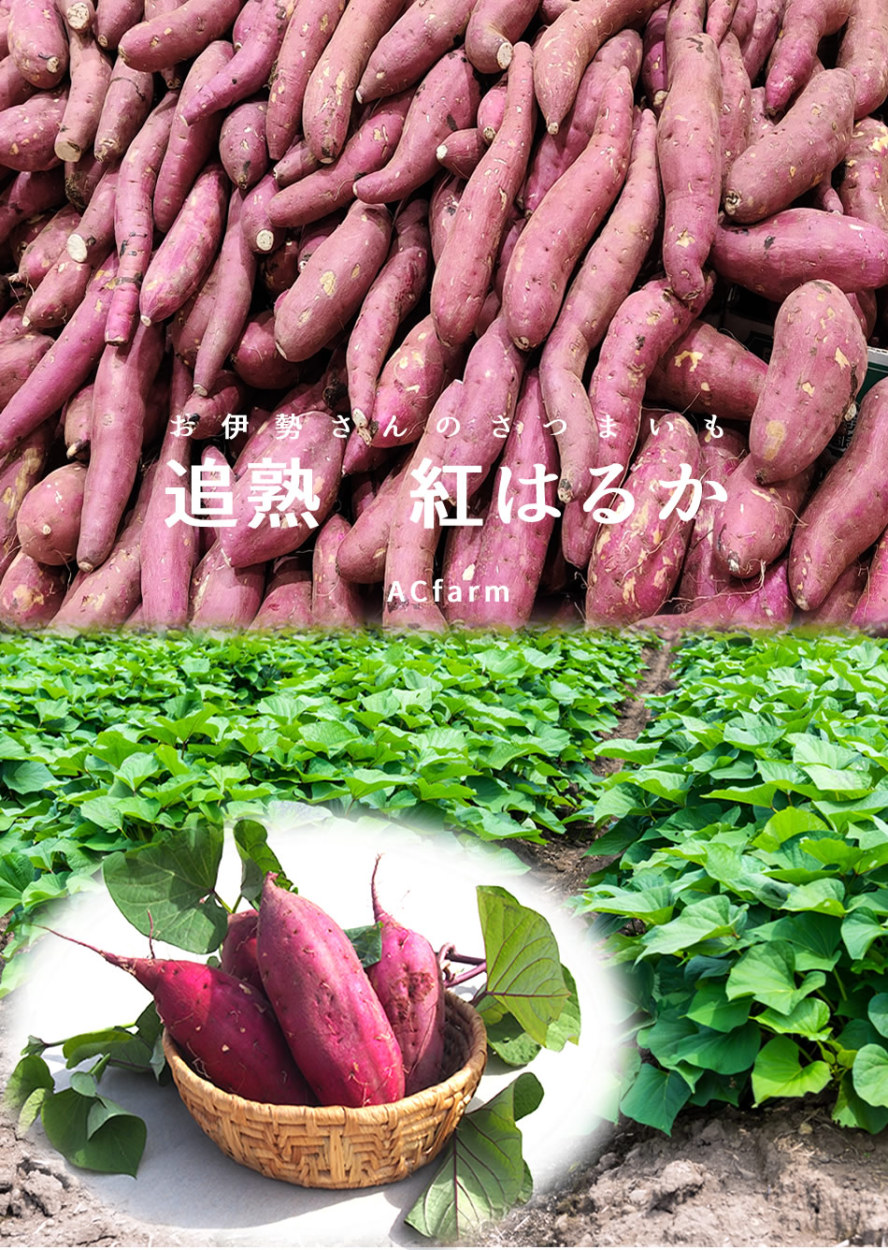 さつまいも 紅はるか 3kg S 24本前後 三重県産 伊勢市 伊勢野菜 ブランド さつま芋 追熟 高糖度 生いも 伝統 秋冬野菜 送料無料 母の日 ギフト 40 Harukas 30 食コレ Japan Food 通販 Yahoo ショッピング