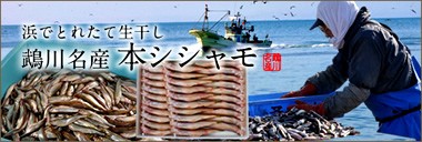 北海道近海産 短い漁で獲れる 貴重 本シシャモ