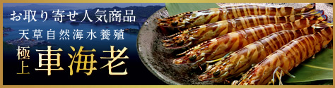天草車海老